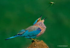 Winged Beauties Gallery