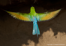 Winged Beauties Gallery