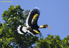 Winged Beauties Gallery