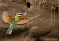 Winged Beauties Gallery